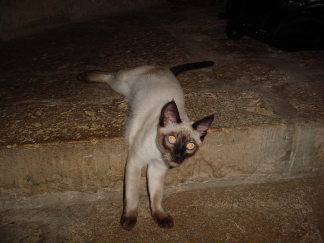 DSC01015.JPG