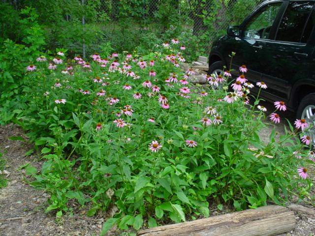 DSC01024.JPG
