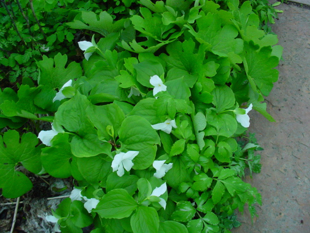 DSC00906.JPG