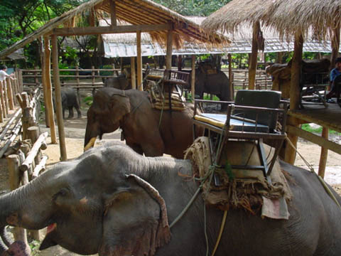 24_elephant_ride