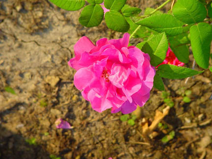 DSC00531