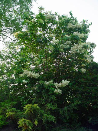 DSC00532